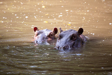 Dwa hipopotamy zanurzone w wodzie - obrazy, fototapety, plakaty