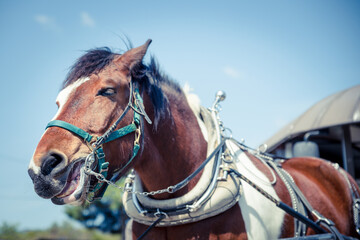 Obraz premium 馬車の馬