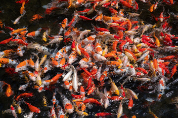 たくさんの鯉の池の写真