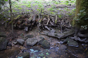 Sautron - Ruisseau Le Cens