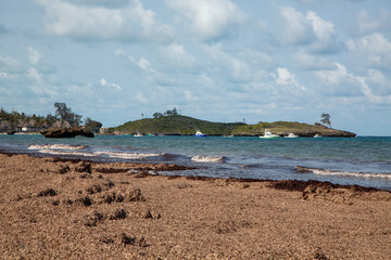 Plaża z dużą ilością wodorostów zostawionych na brzegu podczas odpływu
