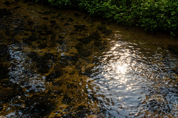 浅い川の水面で反射する太陽の光