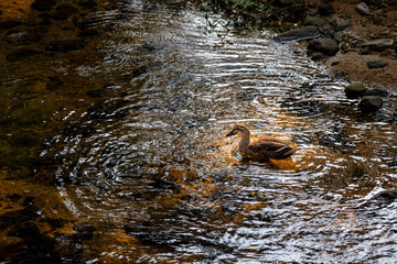 夕方の浅瀬にたたずむ一羽のカルガモ