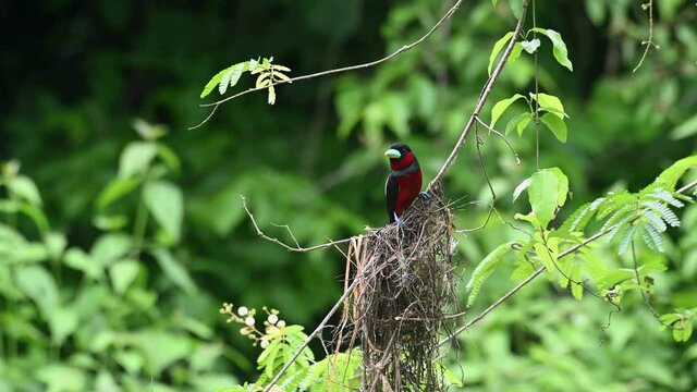 Seen on top of its nest resting and looking around as butterflies fly around, Black-and-red Broadbill, Cymbirhynchus macrorhynchos, Kaeng Krachan National Park, Thailand.