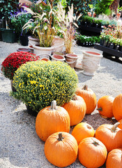 Fototapeta na wymiar garden pumpkins 