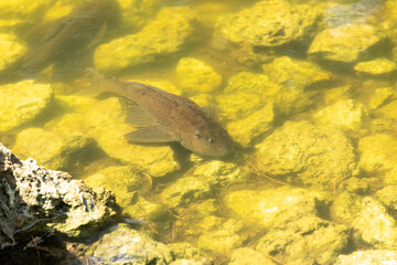 Fototapeta premium Armored Catfish is also called Sailfin Catfish, the vermiculated Sailfin and the Hypostomus