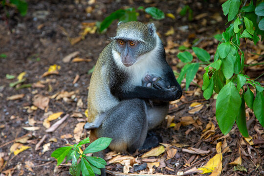 Fototapeta Małpa Sykesa karmiąca młode zwana małpą białogardłą, lub małpą samango