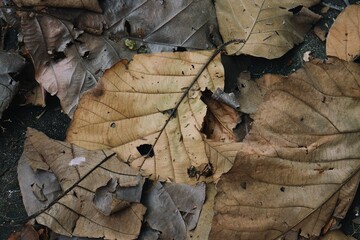 Beautiful of brown dried leaves nature background or texture