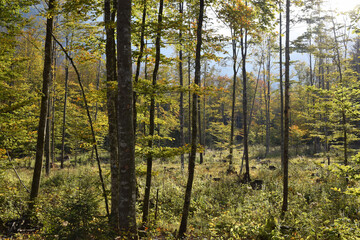 Fototapeta na wymiar Forest In Autumn