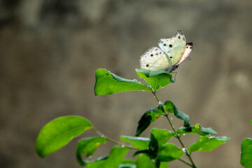 Biały motyl siedzący na zielonym liściu na krzewie