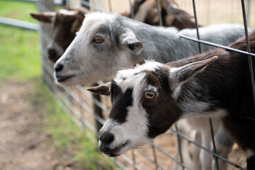 Three domestic goats behind the fence waiting for food