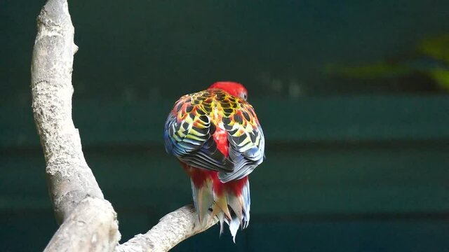 A bright red and yellow eastern rosella sits on a branch with his back to the camera and fly away, slow motion. Red exotic bird with colorful wings on a dark background. Colorful parrot on a branch.