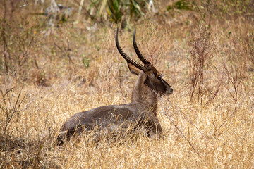 Antelope impala in the savannah