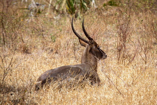Fototapeta Antelope impala in the savannah