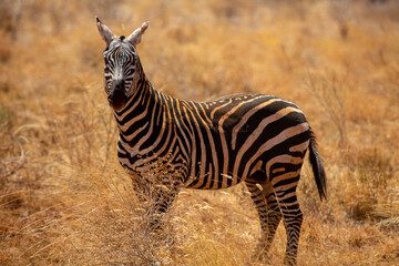 Zebra na sawannie w Kenii w Afryce - obrazy, fototapety, plakaty