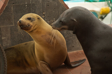 Galapagos sea lion (Zalophus  wollebacki).
