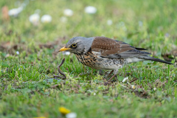 Fototapeta premium Fieldfare (Turdus pilaris) on the hunt for earthworms in spring