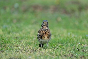 Fieldfare (Turdus pilaris) on the hunt for earthworms in spring