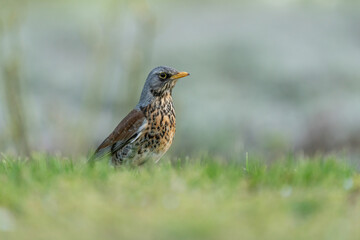 Fieldfare (Turdus pilaris) on the hunt for earthworms in spring