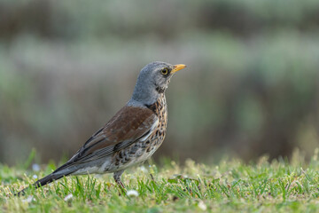 Fieldfare (Turdus pilaris) on the hunt for earthworms in spring
