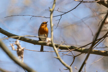 European robin (Erithacus rubecula) singing in a tree