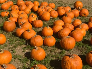 pumpkin patch