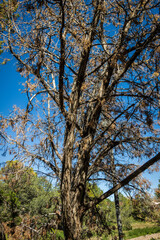 Fototapeta premium Curving Vertical Tree