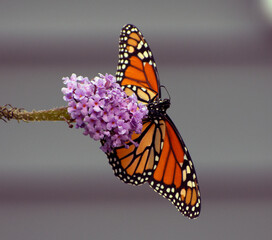 A monarch butterfly on purple flowers.