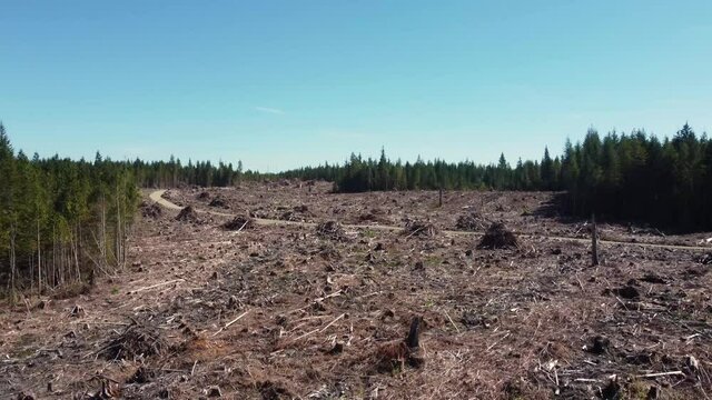 Aerial drone view of forest trees cleared through deforestation logging job in the Pacific Northweset
