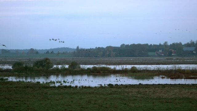Geese taking of early morning birds of passage