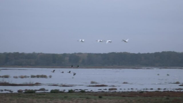 Swans flying early in the cold morning