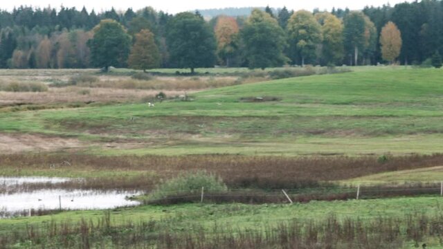 Geese landing on grass rainy day
