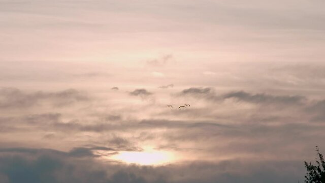 3 geese flying towards beautiful sunrise