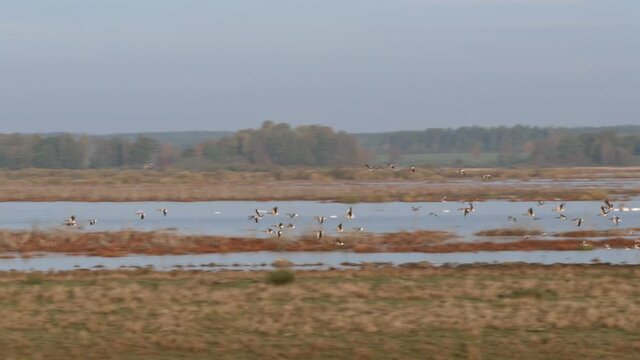 Flock of Geese flying infront of castle