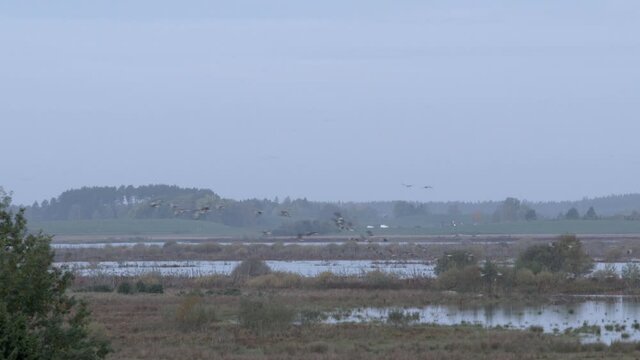 Geese flying in formation early in the morning