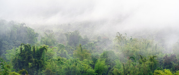 Cloud forest panorama at sunrise, Mindo, Ecuador. - obrazy, fototapety, plakaty