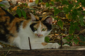 Naklejka na ściany i meble Cute and colorful local cat in the backyard