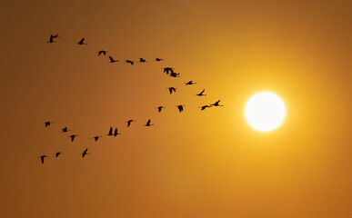 Silhouette of a flock of birds flying in yellow sky, with a glowing sun at sunset