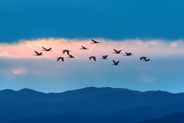 Silhouette of flock of birds flying in a blue sky with copy space