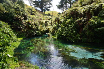 Blue Springs Putaruru North Island New Zealand