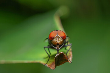 Insect on a leaf