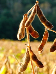 Soybean pod dried in sun