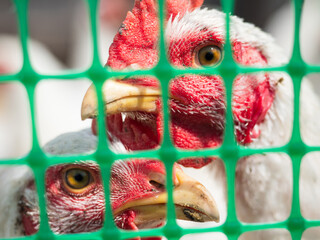 Chickens behind the fence in the chicken coop