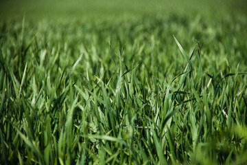Césped verde green grass