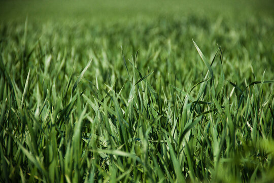 Césped verde green grass