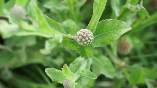 Chrysanthemum balsamita with a natural background. Traditional medicine to ease pain and cramps