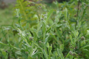 Chrysanthemum balsamita with a natural background. Traditional medicine to ease pain and cramps