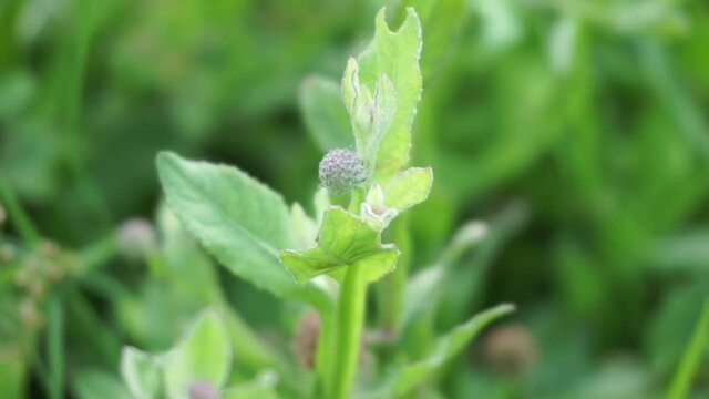 Chrysanthemum balsamita with a natural background. Traditional medicine to ease pain and cramps
