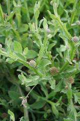 Chrysanthemum balsamita with a natural background. Traditional medicine to ease pain and cramps