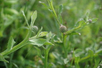 Chrysanthemum balsamita with a natural background. Traditional medicine to ease pain and cramps
